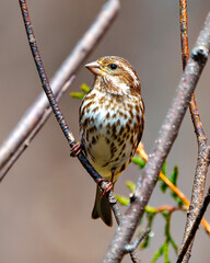 Purple Finch Photo and Image.  Female close-up profile view, perched on a branch with a blur background in its environment and habitat surrounding. Purple Finch Picture.