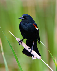 Red-Winged Blackbird Photo and Image. Blackbird male close-up front view, perched on a cattail with green background in its environment.