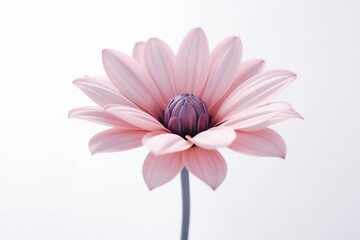 A still - life photograph of a single flower against a plain background.  Generative AI