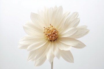 Obraz premium A still - life photograph of a single flower against a plain background. Generative AI