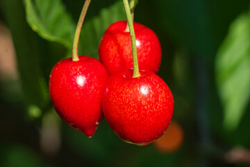 Close-up of ripe red juicy cherries from Frauenstein - Germany in the Rheingau
