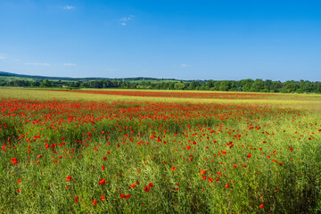 A field in full bloom with corn poppies near Frauenstein - Germany in the Rheingau