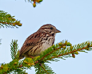 Sparrow Photo and Image.  Close-up side view perched on a coniferous tree with blue sky  background in its environment.
