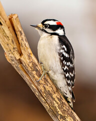 Woodpecker Photo and Image. Male close-up climbing a death tree twig with a blur background in its environment and habitat surrounding.