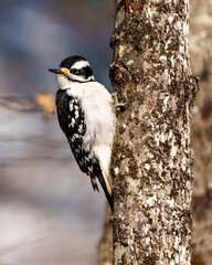 Woodpecker Photo and Image.  Female gripping to a tree trunk and displaying white and black colour plumage in its environment and habitat surrounding.