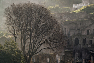 Etourneaux dans les ruines du Forum Romain