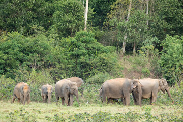 Naklejka na ściany i meble Asian elephant is nation animal in Thailand.