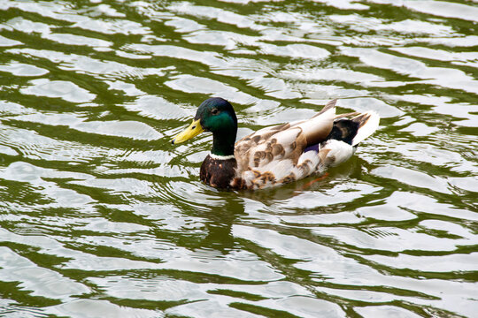 Image of an animal a wild drake and a duck sail on a pond
