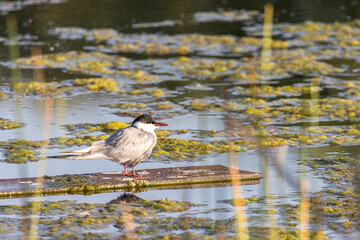 The common tern
