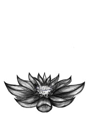 Drawing of a lotus with white background