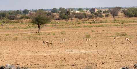 Fototapeta na wymiar India pod of gazelles in the Indian savannah