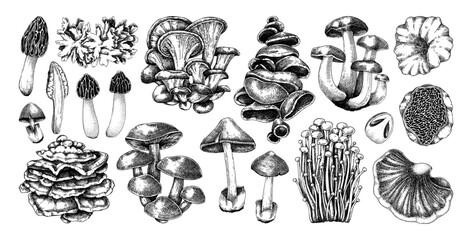 Hand-drawn mushrooms on chalkboard. Edible fungus sketches. Fungal protein, mycoprotein source, plant-based food, vegetarian product. Vector illustrations for packaging, menu, banner - obrazy, fototapety, plakaty