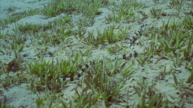 Harlequin Snake Eel (Myrichthys colubrinus) crawls along sandy bottom covered with green sea grass in daytime, Slow motion