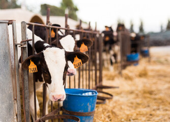 black and white calves in stall on farm