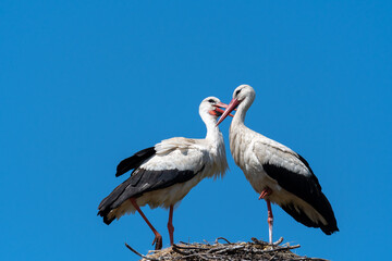 Storchenpaar in Harmonie.