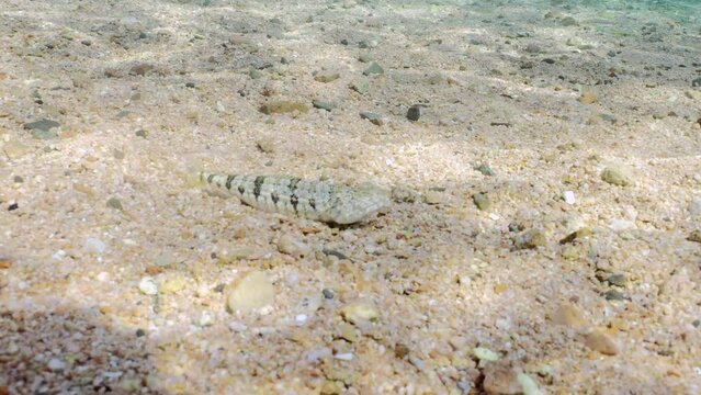 Slender Lizardfish or Gracile lizardfish (Saurida gracilis) on sandy bottom on sunny day in sun glare, Slow motion, Camera moving forwards approaches Lizard fish, it swims away