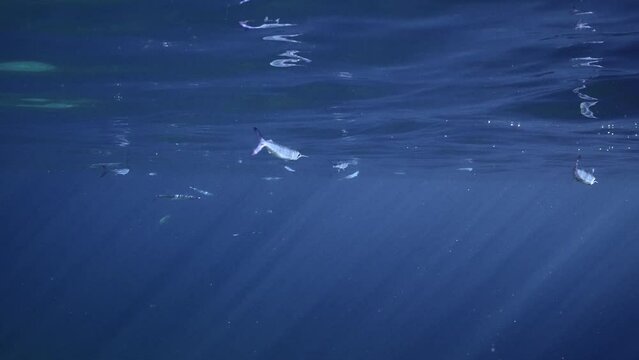 Group of Halfbeak fish swims below surface in blue water, Slow motion. School of Red Sea Halfbeak (Hyporhamphus gamberur) swims under waves reflecting on surface of blue Ocean