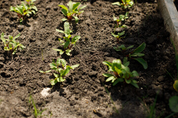 Chard growing in urban garden. Garden beet and salad sprouts close up. Home grown food and organic vegetables. Community garden