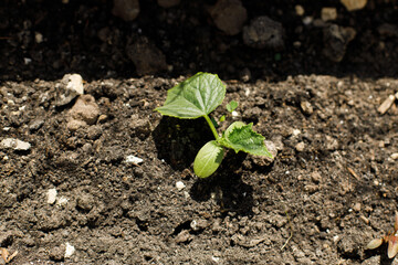 Cucumber growing in urban garden. Cucumber leaves and sprout close up. Home grown food and organic vegetables. Community garden