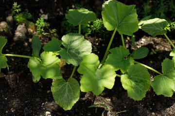 Zucchini growing in urban garden. Zucchini or pumpkin leaves and sprout close up. Home grown food and organic vegetables. Community garden