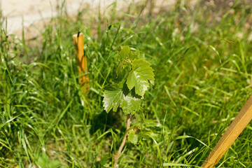 Grape plant growing in urban garden. Grapevine close up. Home grown food and organic fruits. Community garden