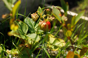 Strawberry plant growing in urban garden. Strawberry berries and leaves close up. Home grown food and organic berries. Community garden