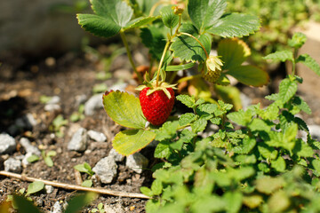 Strawberry plant growing in urban garden. Ripe strawberry berries and leaves close up. Home grown food and organic berries. Community garden