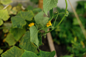 Cucumber growing in urban garden. Cucumber flowers and leaves close up. Home grown food and organic vegetables. Community garden