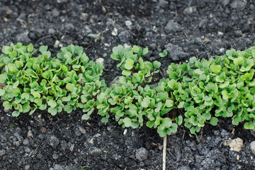 Arugula growing from soil in urban garden. Greenery and salad sprouts close up. Home grown food and organic vegetables. Community garden