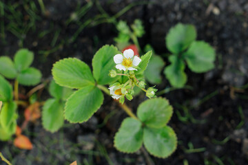 Strawberry plant growing in urban garden. Strawberry leaves and flowers close up. Home grown food and organic berries. Community garden