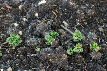 Potatoes growing from soil, urban garden. Sprouts of potato close up. Home grown food and organic vegetable. Community garden