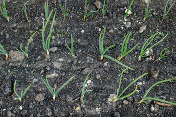 Onion growing in urban garden. Onion green stems close up. Home grown food and organic vegetables. Community garden