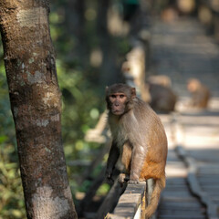 Wild rhesus macaque monkey.this photo was taken from Koromjol Eco Tourism Centre in Sundarbans. Bagerhat, Bangladesh.