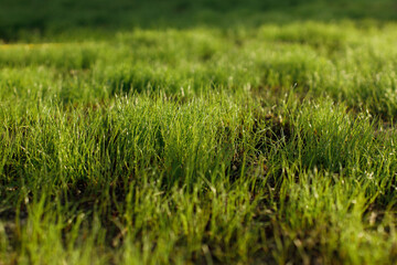 Green lawn grass close up in sunlight. Summer garden and lawn. Green grass with water drops wallpaper