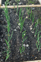 Onion growing in urban garden. Onion green stems close up. Home grown food and organic vegetables. Community garden