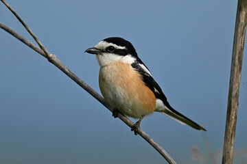 Fototapeta premium Masked shrike // Maskenwürger (Lanius nubicus) - Evros Delta, Greece