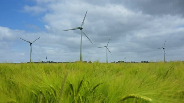 Wind Turbines on a barley field in East Frisia on a windy summer day in 2023. Barley Field moving in the strong wind in the foreground. Dramatic sky.