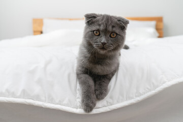 Small Scottish kitten lying down on white bed of relaxing and cozy wellbeing in home.