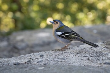 Close up photo of European Robin (Erithacus rubecula rubecula). Madeira, Portugal, Europe. 