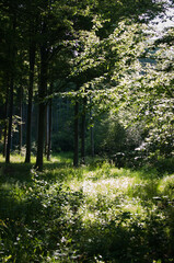 Las, kwiaty polne, rośliny, art deco, krajobraz © Freshfanpage