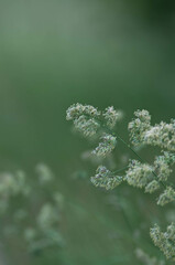 Łąka, kwiaty polne, zielone liście, art deco © Freshfanpage