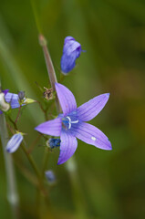 Las, kwiaty polne, rośliny, art deco, krajobraz © Freshfanpage