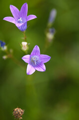 Las, kwiaty polne, rośliny, art deco, krajobraz © Freshfanpage