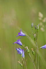 Las, kwiaty polne, rośliny, art deco, krajobraz © Freshfanpage