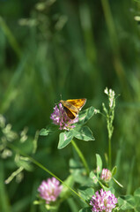Insekt na łące, robaki w trawie, moyl, pszczoła © Freshfanpage