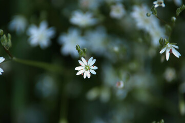 Łąka, kwiaty polne, zielone liście, art deco © Freshfanpage
