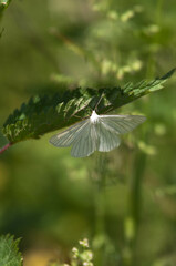 Insekt na łące, robaki w trawie, moyl, pszczoła © Freshfanpage
