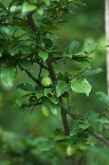 Łąka, kwiaty polne, zielone liście, art deco © Freshfanpage