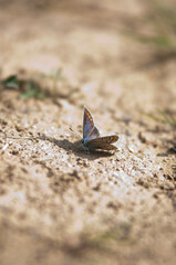 Insekt na łące, robaki w trawie, moyl, pszczoła © Freshfanpage