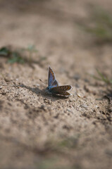 Insekt na łące, robaki w trawie, moyl, pszczoła © Freshfanpage